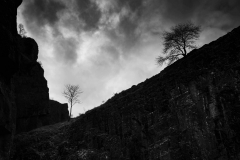 Cheddar trees © Austen O’Hanlon 2021